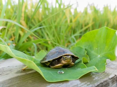 A small turtle on a taro leaf Stock Photos