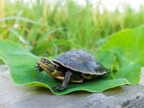 A small turtle on a taro leaf Stock Photos