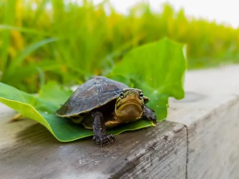 A small turtle on a taro leaf Stock Photos
