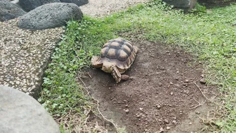 Small turtle, turtle on the ground surrounded by grass Stock-Footage 314629325