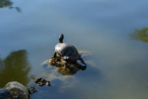 Small turtle under the sun standing on a rock inside a lake Stock Photos