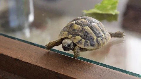 Small turtle walking indoor. Exotic animal at home Stock-Footage 106875842