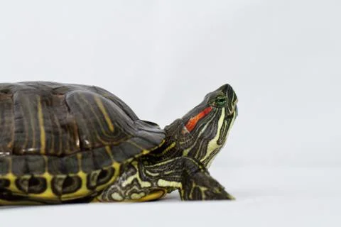 Small turtle on white background Stock Photos