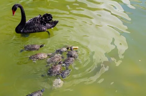 Small turtles are chasing a piece of bread near the swan Foto stock