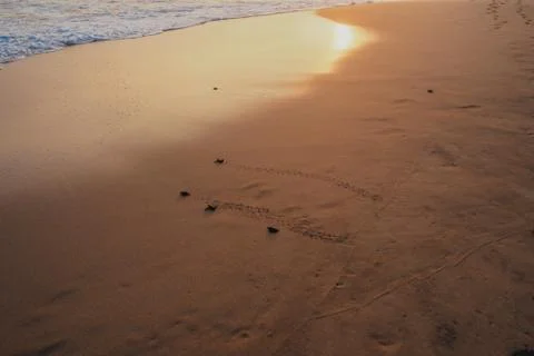 Small turtles backing to the ocean Foto stock
