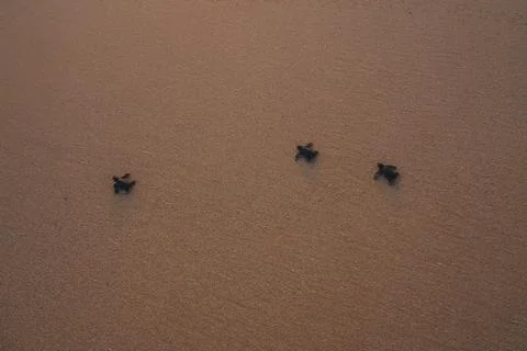 Small turtles backing to the ocean Foto stock