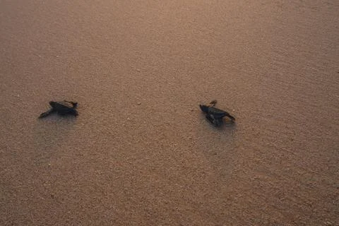 Small turtles backing to the ocean Stock Photos