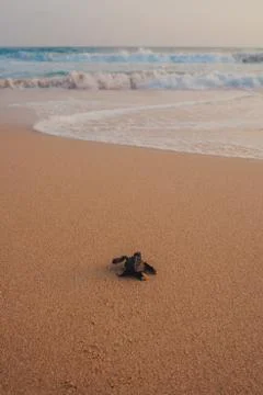 Small turtles backing to the ocean Foto stock