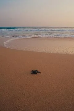 Small turtles backing to the ocean Stock Photos