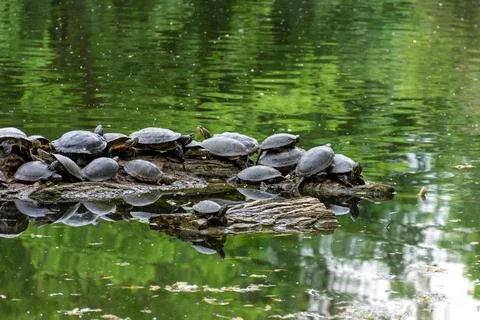 Small turtles with a black shell on a log in a lake Stock Photos