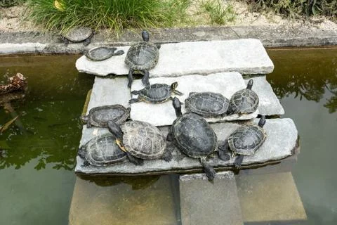 Small turtles in garden lying around with close up Stock Photos