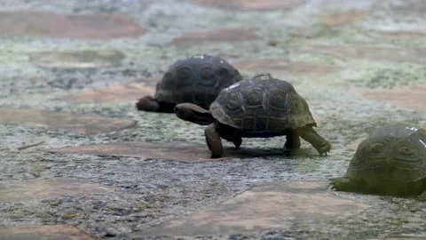 Small turtles in the Mauritius zoo Stock Footage 169976808