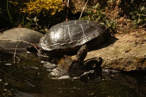 Small Turtles in a River Stock Photos