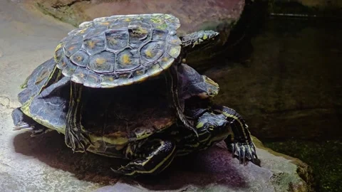 A small turtles slips and falls Stock Footage 253058274