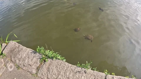 Small turtles swim in the Pond at Central Park Manhattan 2023 Stock Footage 246948205