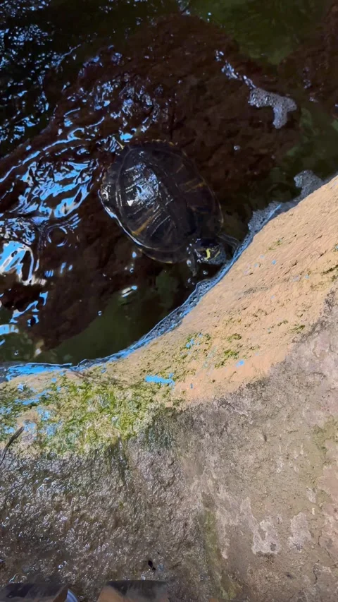 Small turtles swimming through the murky water Vídeo Stock 244916078