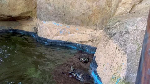 Small turtles swimming through the murky water Stock Footage 244916089