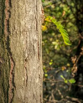 A small twig that grows Stock Photos