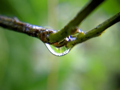 Small twig with raindrops hanging macro style Stock Photos