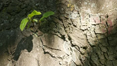 Small twig in the trunk of a tree illuminated by sunlight coming from above. 库存影片 139333175