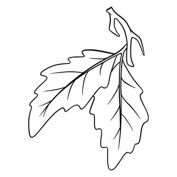 A small twig with two oak leaves. Line style. Stock Illustration