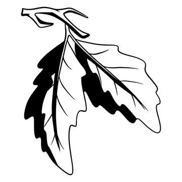 A small twig with two oak leaves. Line style. Stock Illustration