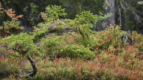 A small twisted pine tree in the colorful autumn tundra. Parallax shot, Stock-Footage 288065403