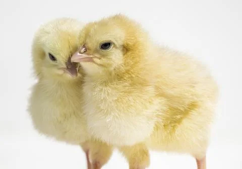 Small two chicken Stock Photos