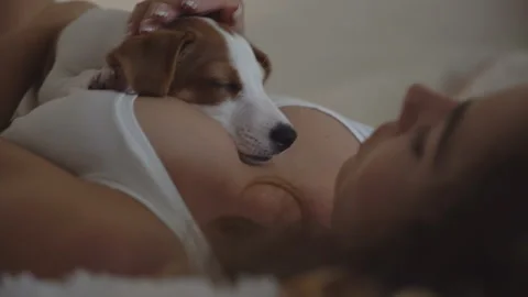 A small two-month-old puppy, Jack Russell Terrier, sleeps quietly on his Stock Footage 95959029