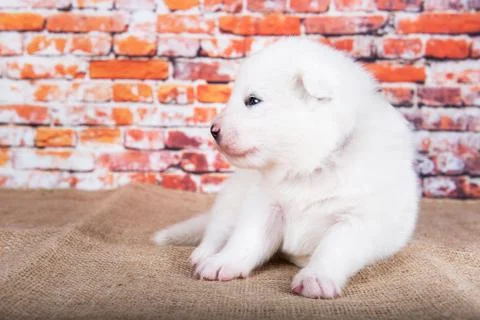 Small two weeks age old cute white Samoyed puppy dog Foto stock