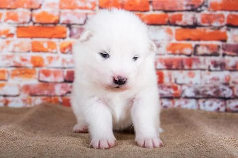 Small two weeks age old cute white Samoyed puppy dog Stock Photos