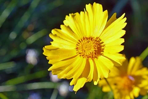 A Small Type of Sunflower Stock Photos