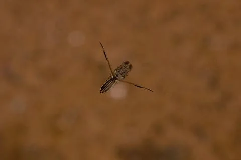 Small Typical Backswimmer Insect Stock Photos