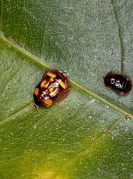 Small Typical Leafhopper Nymph Foto stock