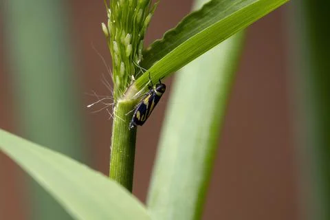Small Typical Leafhopper Stock Photos