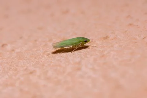Small Typical Leafhopper Stock Photos