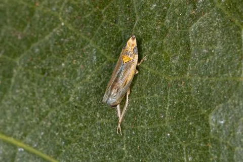 Small Typical Leafhopper Stock Photos