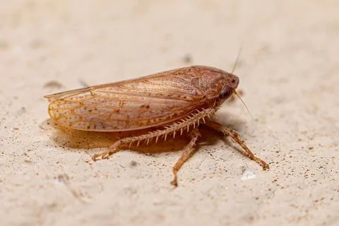 Small Typical Leafhopper Foto stock