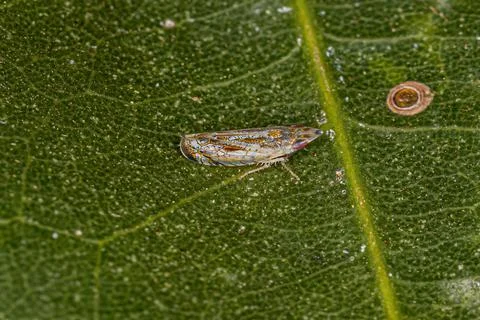 Small Typical Leafhopper Stock Photos