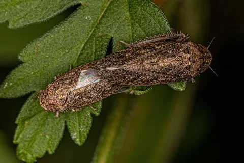 Small Typical Leafhoppers Stock Photos