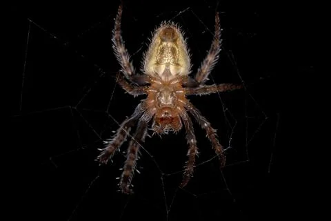 Small Typical Orbweaver Stock Photos