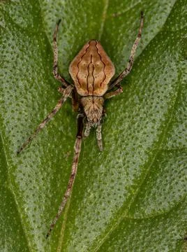 Small Typical Orbweaver Stock Photos