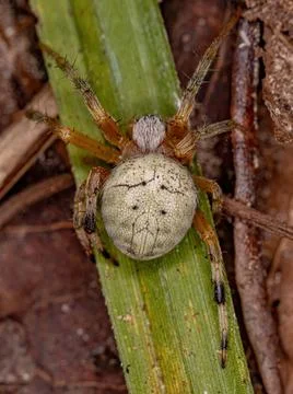 Small Typical Orbweaver Foto stock
