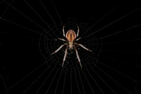 Small Typical Orbweaver Stock Photos
