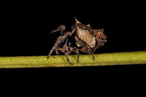 Small Typical Orbweaver Stock Photos