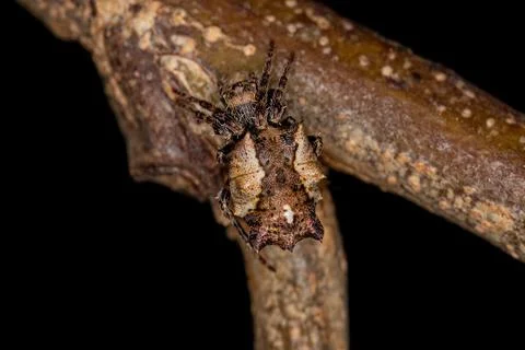 Small Typical Orbweaver Stock Photos