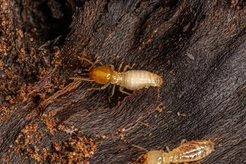 Small Typical Termite Insect Stock Photos