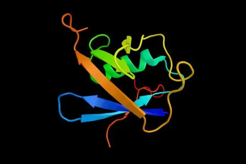 Small Ubiquitin-like Modifier (SUMO) protein, covalently attached to and de.. Stock Illustration