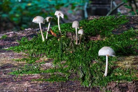 Small umbrella shaped toadstool growing on a moss covered log Stock Photos