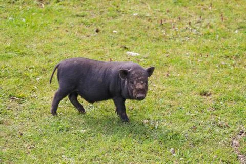 Small undersized black pig on a green lawn. Selective focus. 写真素材